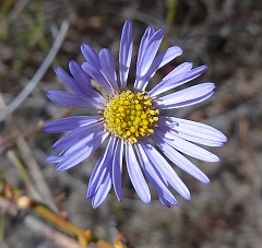 lessingia filaginifolia